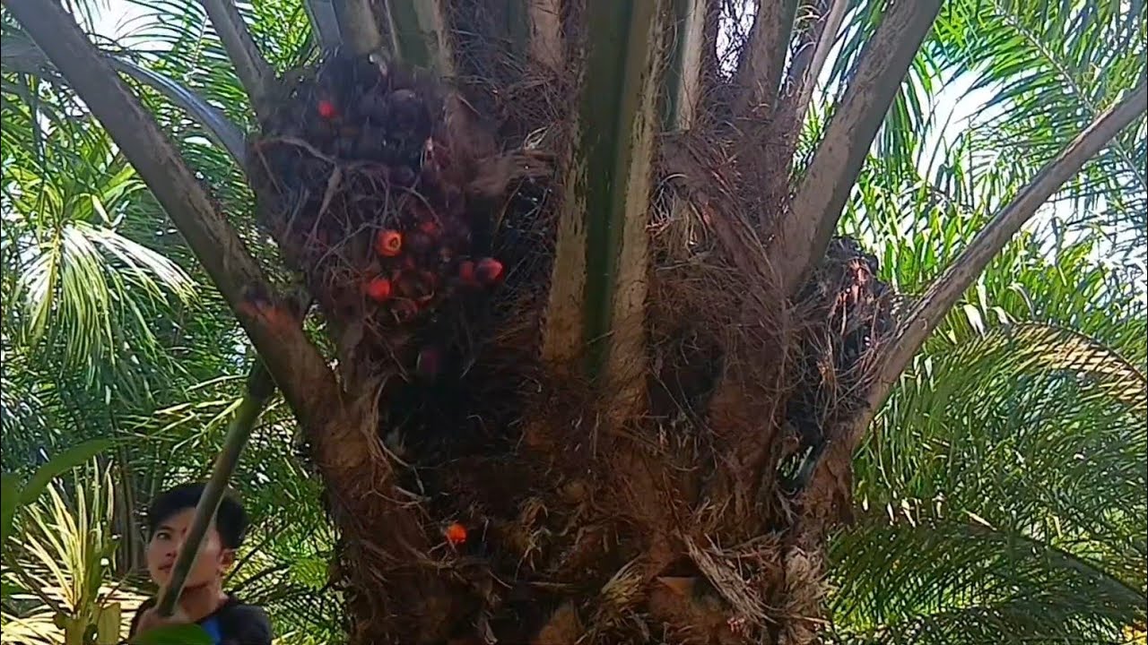 SBLM222 Panen damimas puncak gunung🔥 Turun buah turun pelepah🔥