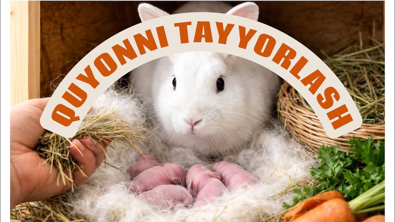 QUYOLARNI TUG’ISHGA TAYYORLASH QUYON BOQISH SIRLARI