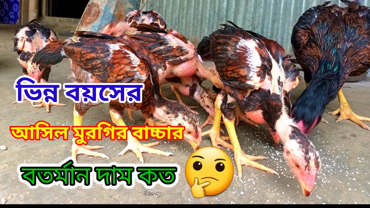 আসিল মুরগির বাচ্চা দাম কত// এক মাসে বাচ্চা দাম কত // সঠিক দাম জানুন // #আসিল_মুরগি