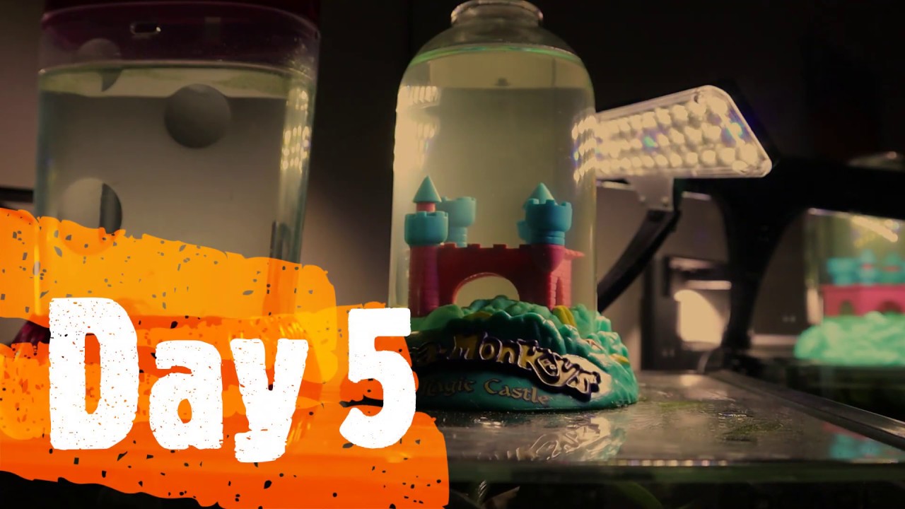 Magic Castle Sea Monkeys Day 5!