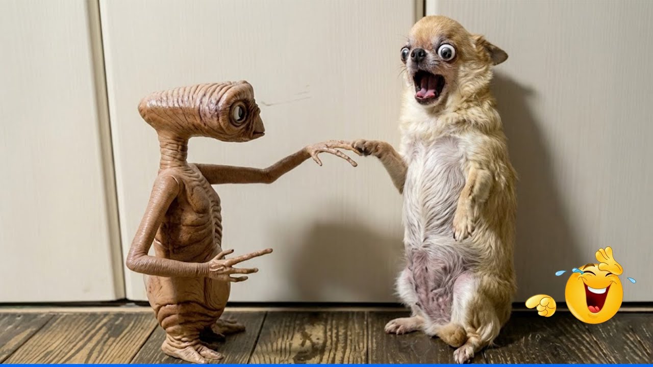Smarty Funny Animal Video Clips 😹🐶 The Funniest cat & dog Moments Compilation 🐾