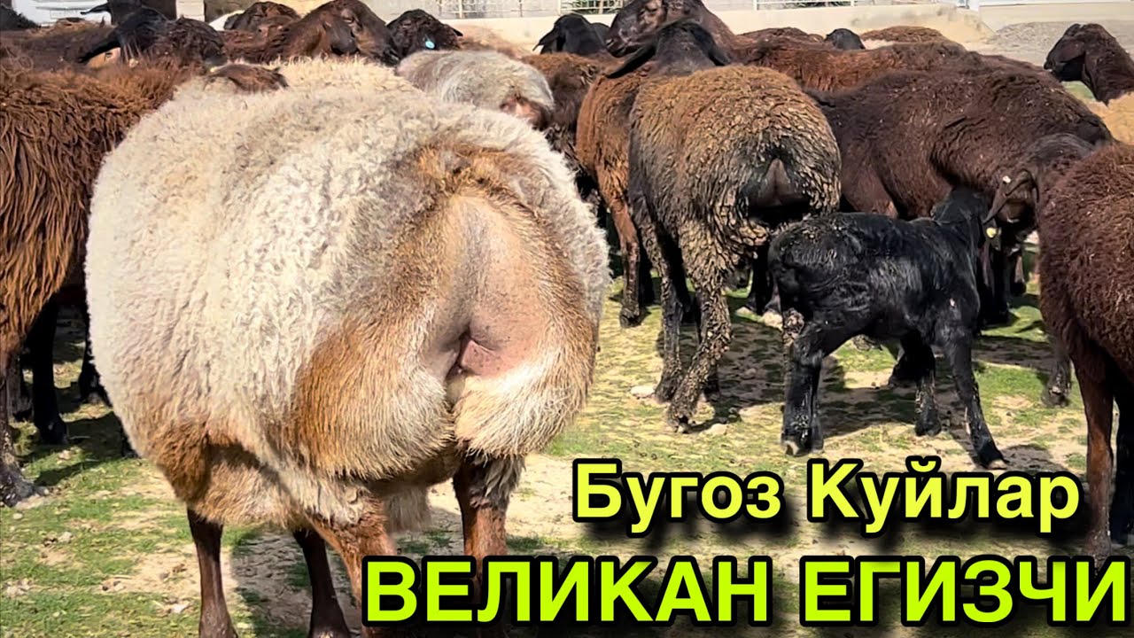 200 Бош Тогдан Тушмокда! ☎️+998 99 098 9325 ☎️+998 97 221 0096