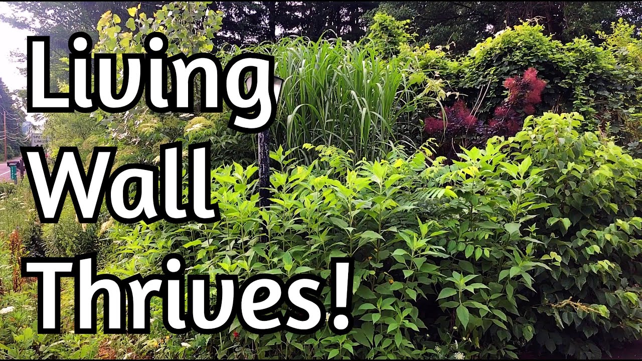 Living Wall - Dense, Diverse and Vibrant