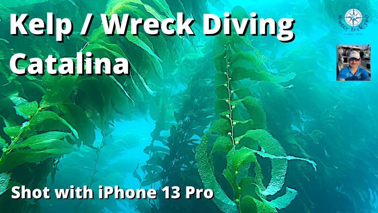 Catalina Kelp & Wreck Diving - Casino Point - Avalon - 4K