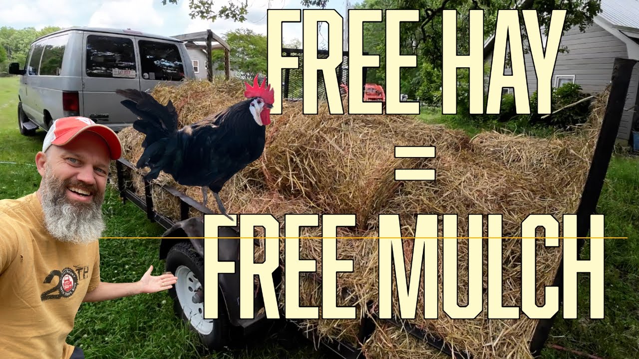 Free Hay = Free Mulch! Chickens, Blueberries & Fruit Trees | Dean Family Acres | EP 267