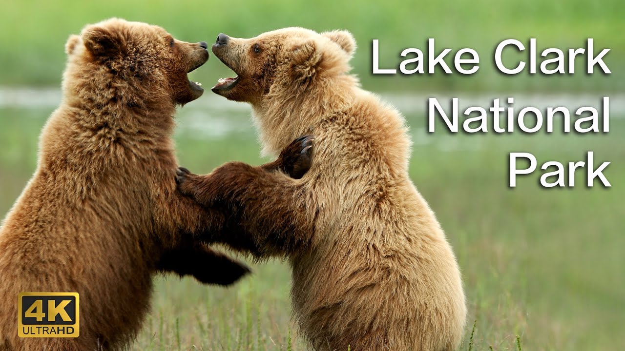 Alaska Bears | Lake Clark Nat'l Park