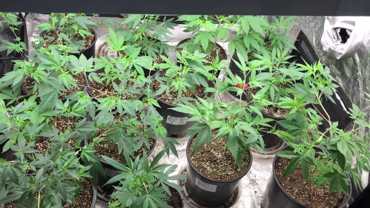 4x4 Veg Tent Update 4