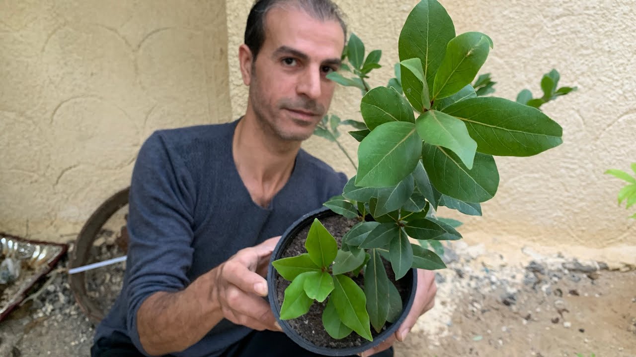 كيف نزرع شجرة ورق الغار والعناية والاكثار🌱 غار لورا ورق موسي الرند من أشهر التوابل وشجرة زينة روعة