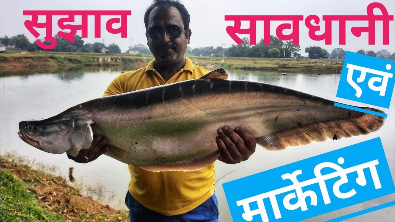 चीतल मछली पालन की पूरी कहानी। कैसे करें?? सावधानी  Chitala Farming Full Truth || 7004551516