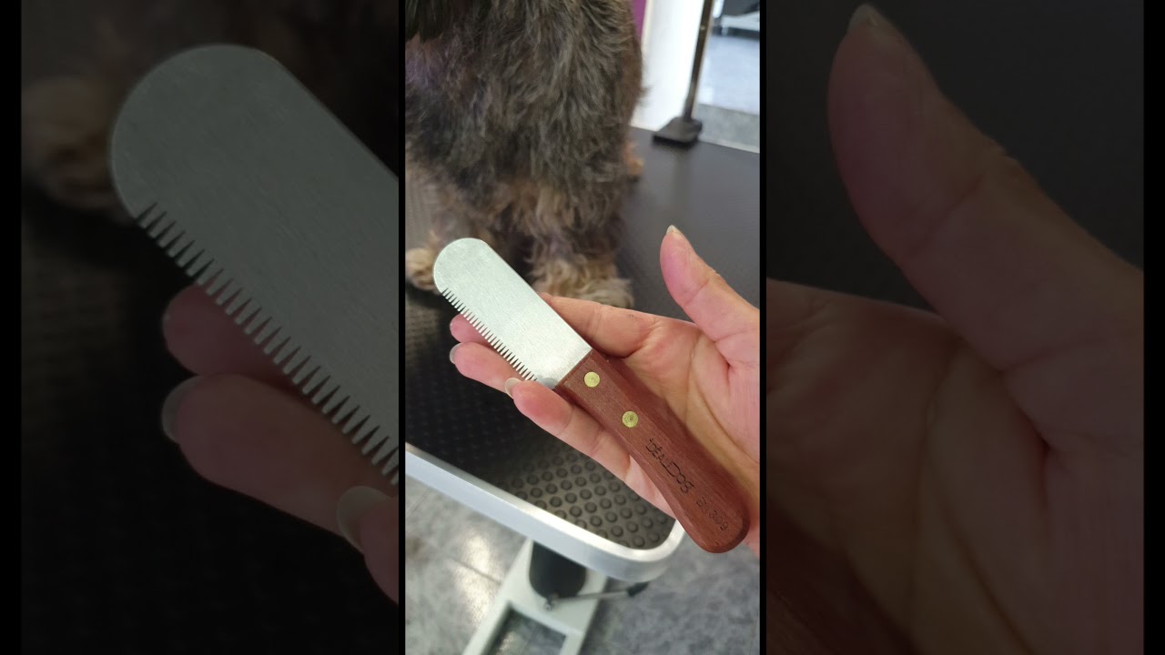 Giotto - Teckel - Epilation