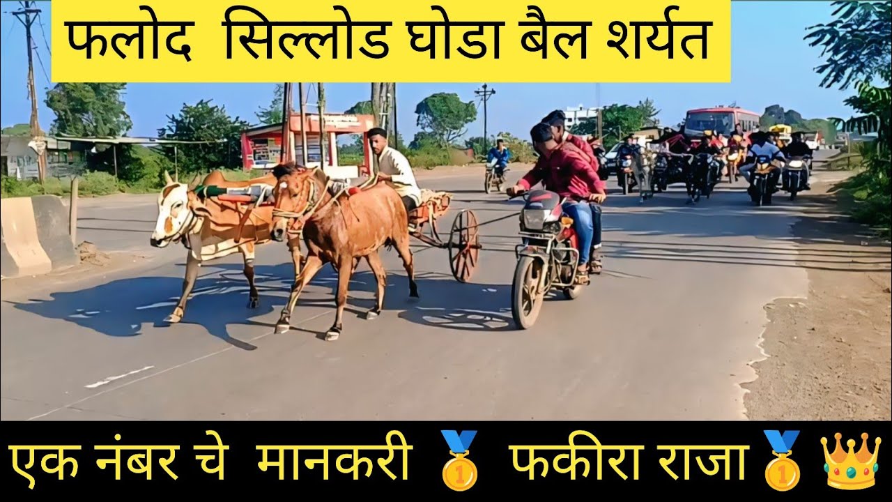 सिल्लोड #sillod ते#फलोद घोडा बैल शर्यत एक नंबर चे मानकरी 🥇 फकीरा राजा🥇👑🚀