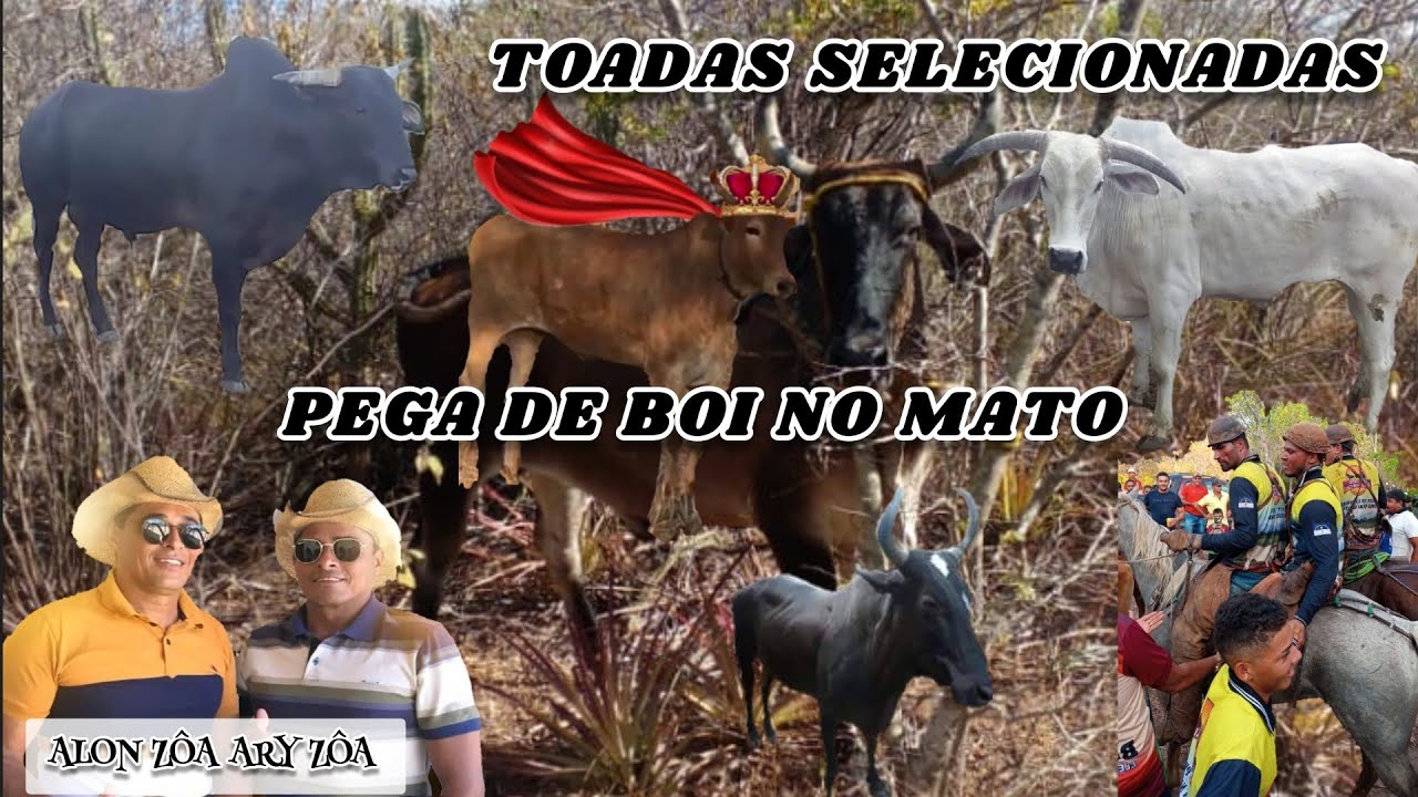 Toadas Selecionadas de Gado Com Os  Poetas Alon Zôa Ary Zôa !!