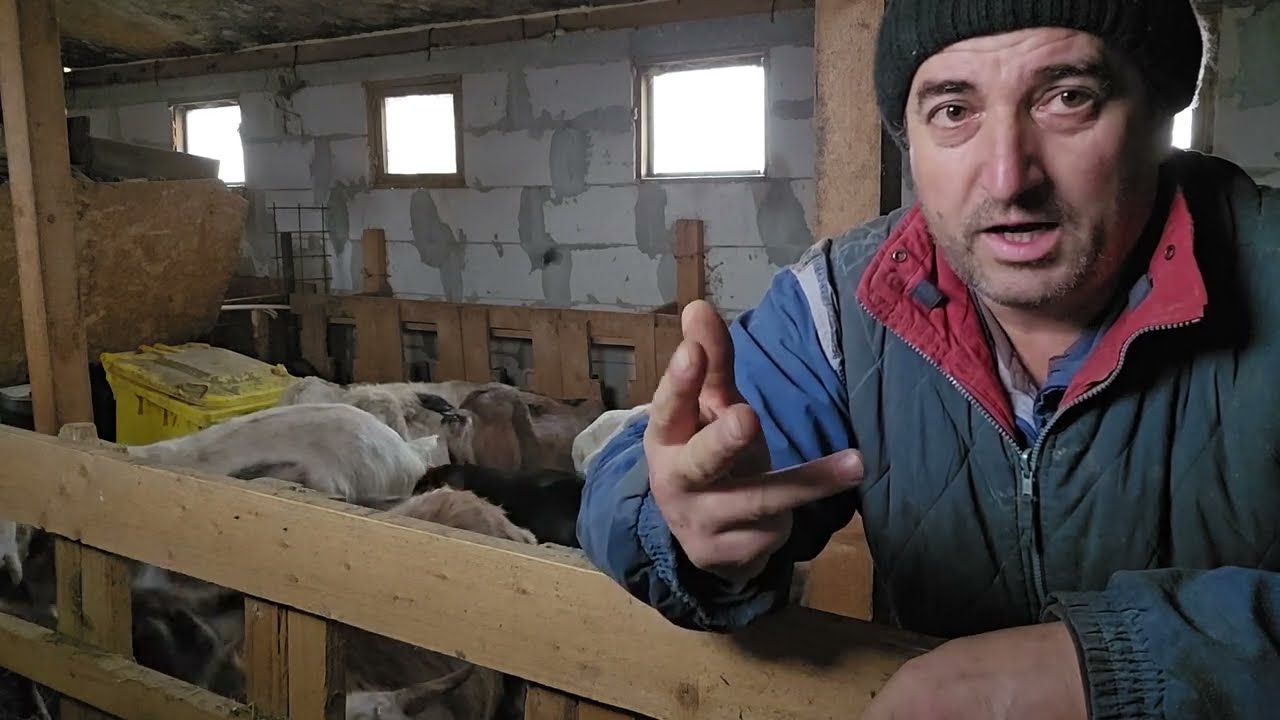 NU ESTE CE TREBUIE!! VOI DA RESTART EFECTIVULUI DE CAPRE!!