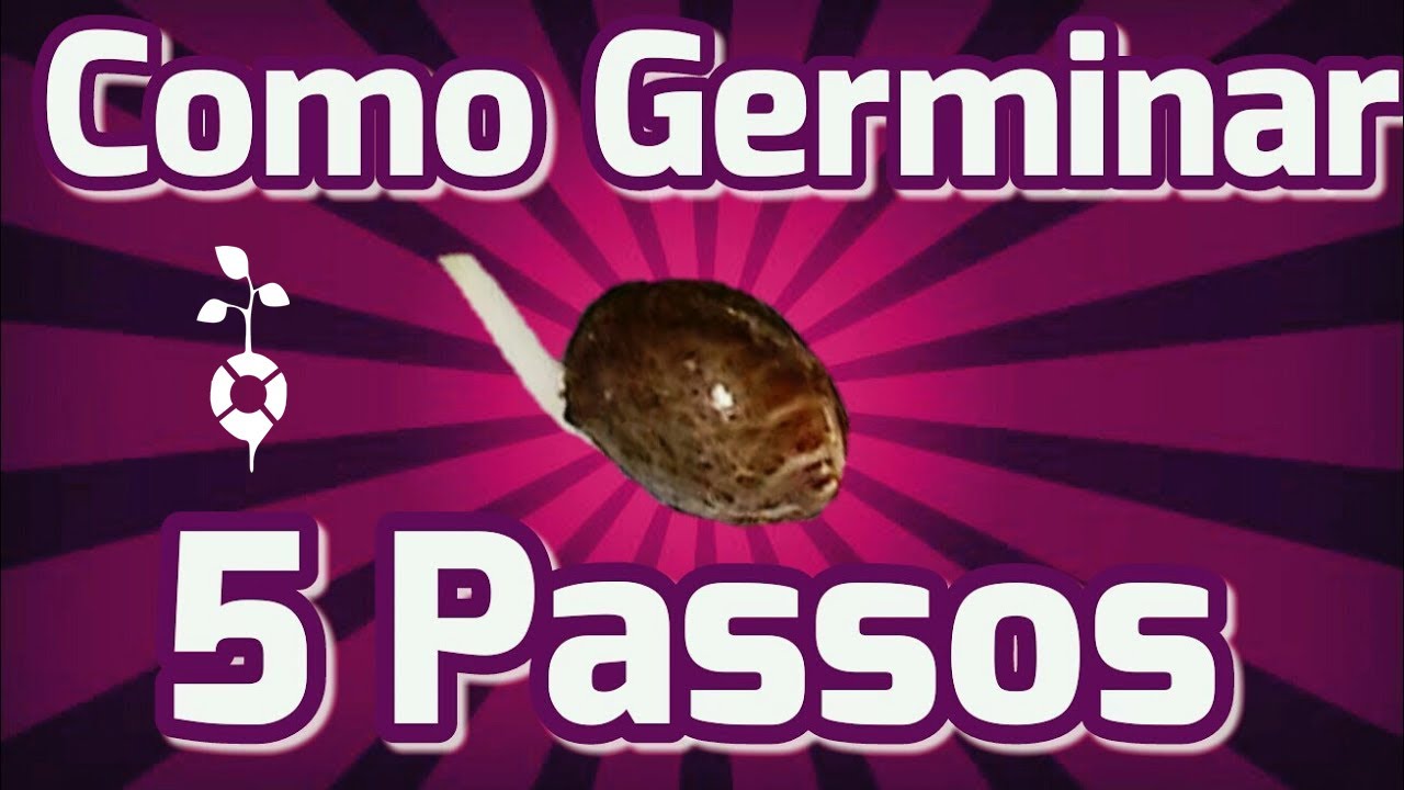 Como germinar semente de maconha Cannabis? CUPOM10%OFF EM 5 PASSOS! CULTIVO INDOOR ESTUFA LED FILTRO