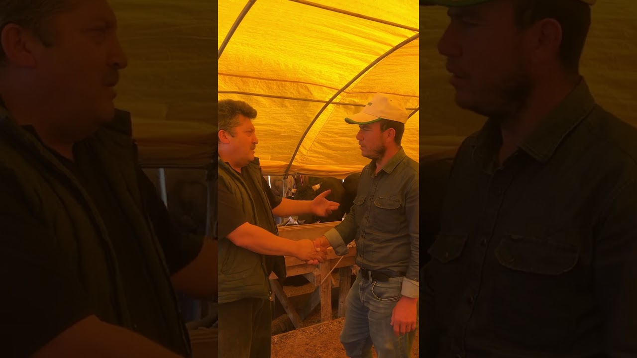 2024 Ankara Bağlum kurban pazarı(Sıkı pazarlık oldu)