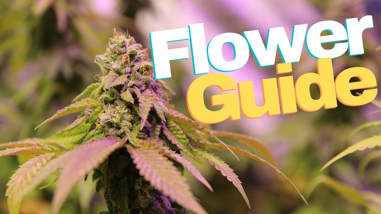 HOW TO GET BIGGER YIELDS! | How To Grow Weed EASY