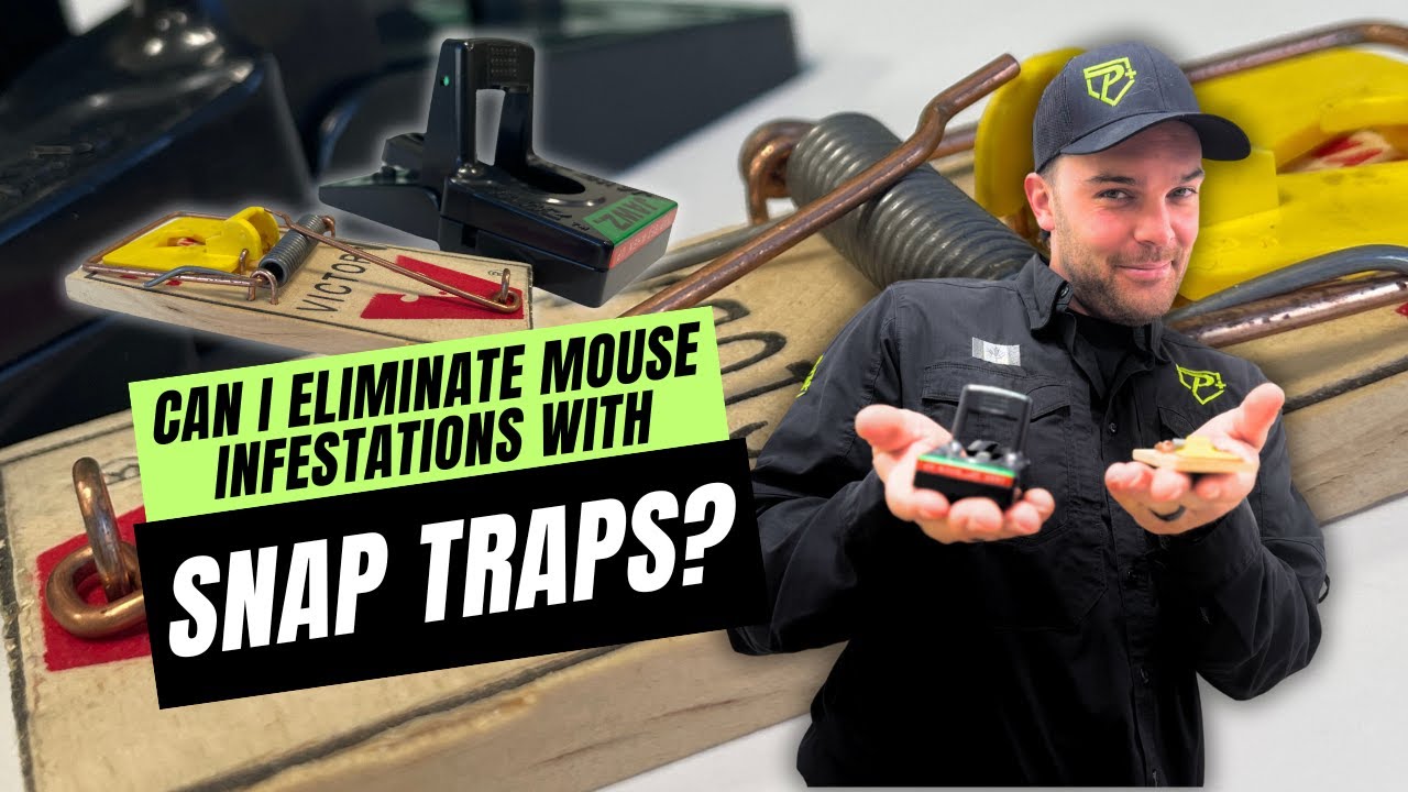 Do Mouse Traps Actually Work? (When to DIY & When to Call a Pro)