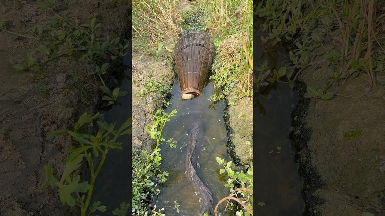Traditional Fishing 47 #fishtrap #village #nature