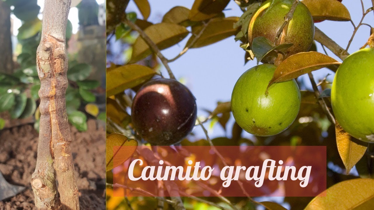 Caimito (star apple) grafting Technique