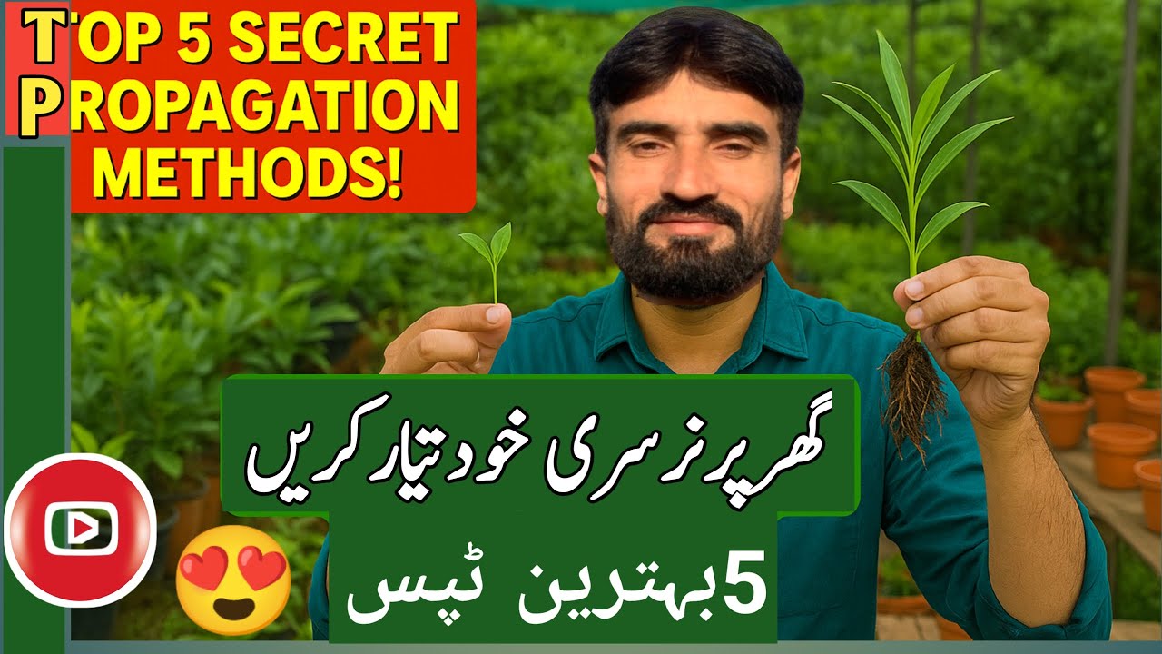 Top 5 Secret Nursery Methods for Plant Propagation at Home | Urdu Tips2025 #Ahmadnursery