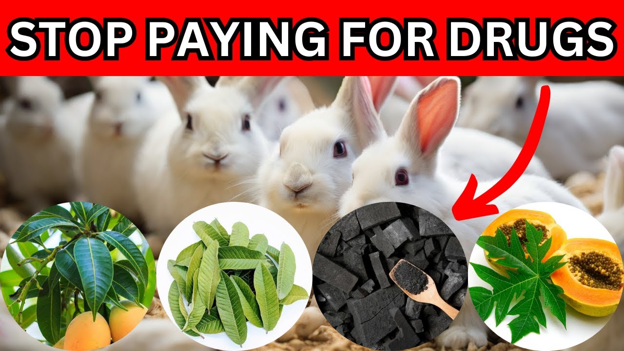 HOW TO SAVE MONEY ON RABBIT MEDICINES | HOW TO TREAT YOUR RABBITS NATURALLY AND FOR FREE