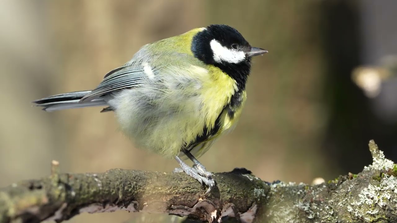 Great Tit (Parus major) feeding on a sunflower seed carried from a feeder. Sýkora koňadra na krmítku