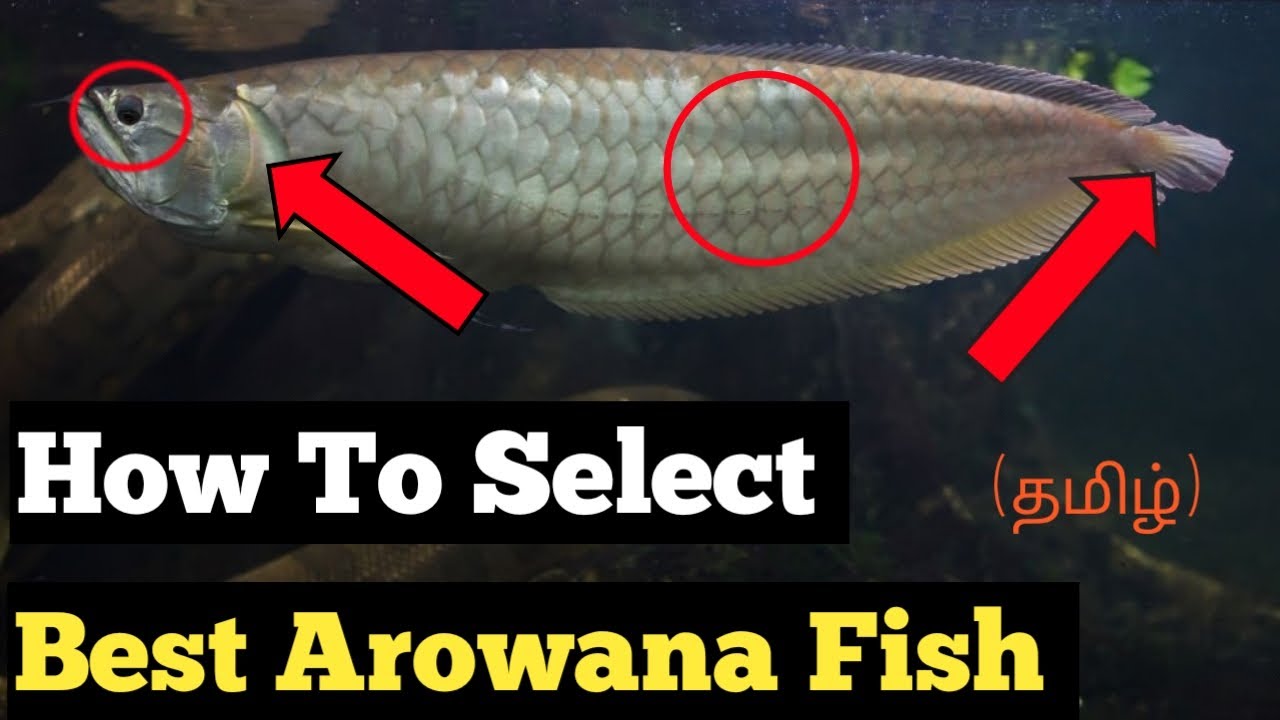 How to Choose the Perfect Arowana Fish for Your Aquarium |Rubesh's Aquarium|