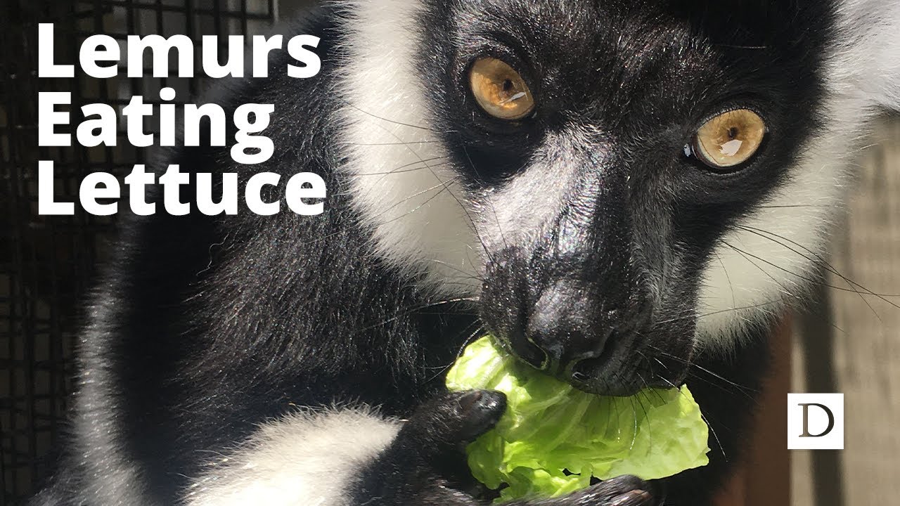 Lemurs Eating Lettuce