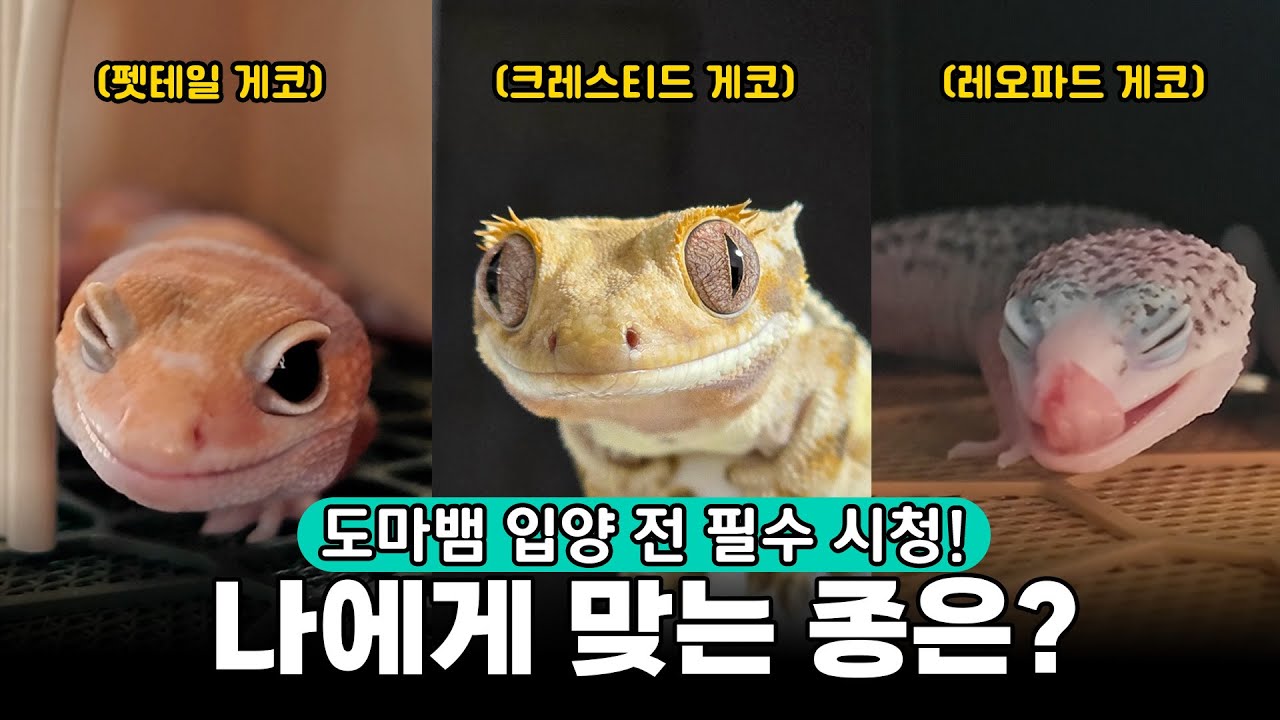 도마뱀 집사가 크레· 레오파드·펫테일 입양 전 꼭 봐야 할 영상 | 게코 3대장 완벽 비교 |