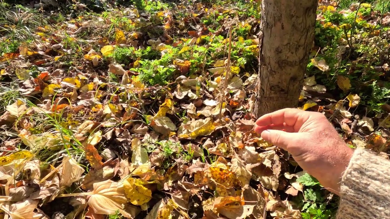Peisaj de toamna inca nuantat de frunzele care isi fac treaba in natura