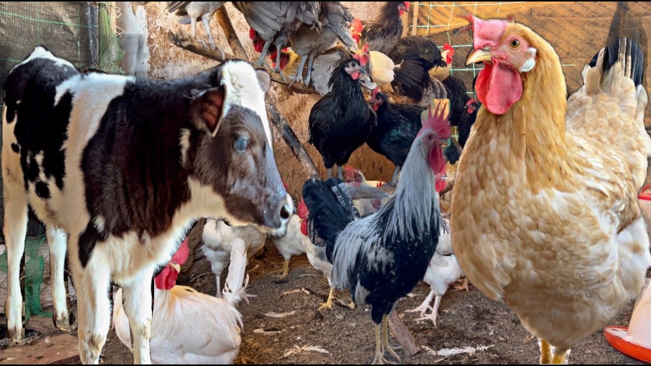 المساء في المزرعة ولاعة مع الدجاج و البط و الوز و الديك الرومي الأبقار العجول صغيرة ماشاء لله