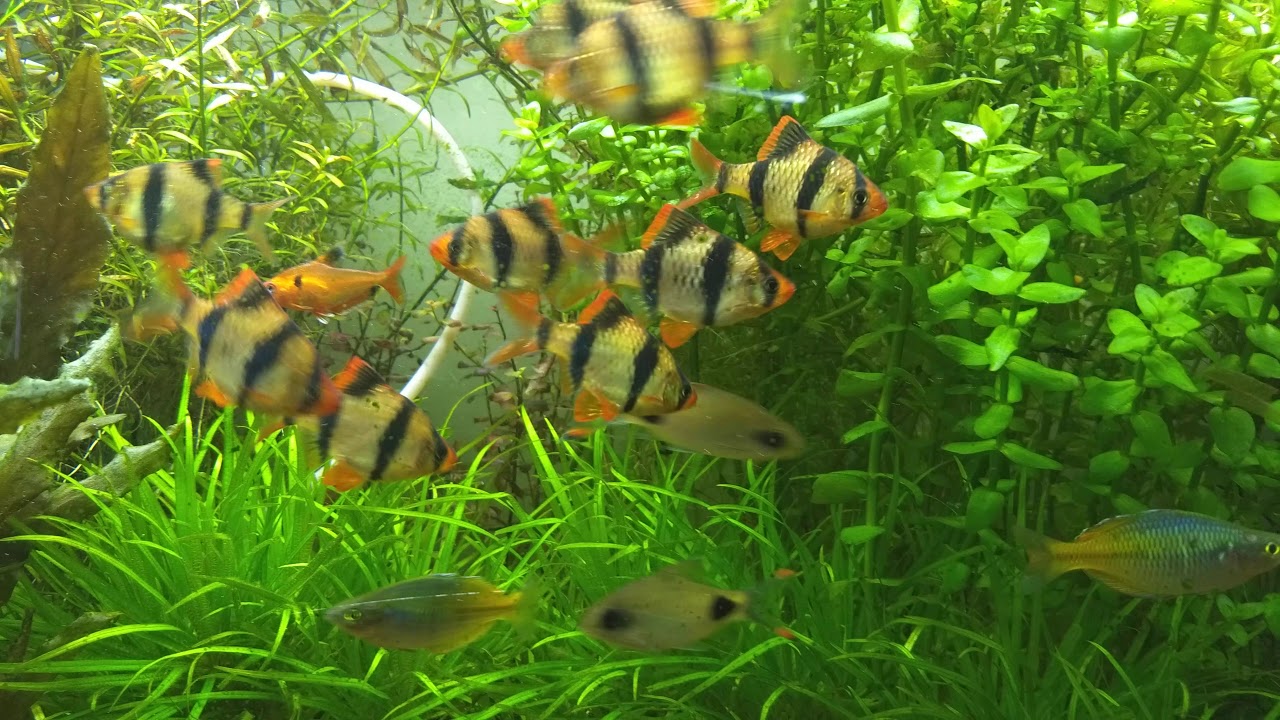 Indian barb- Fillament barb