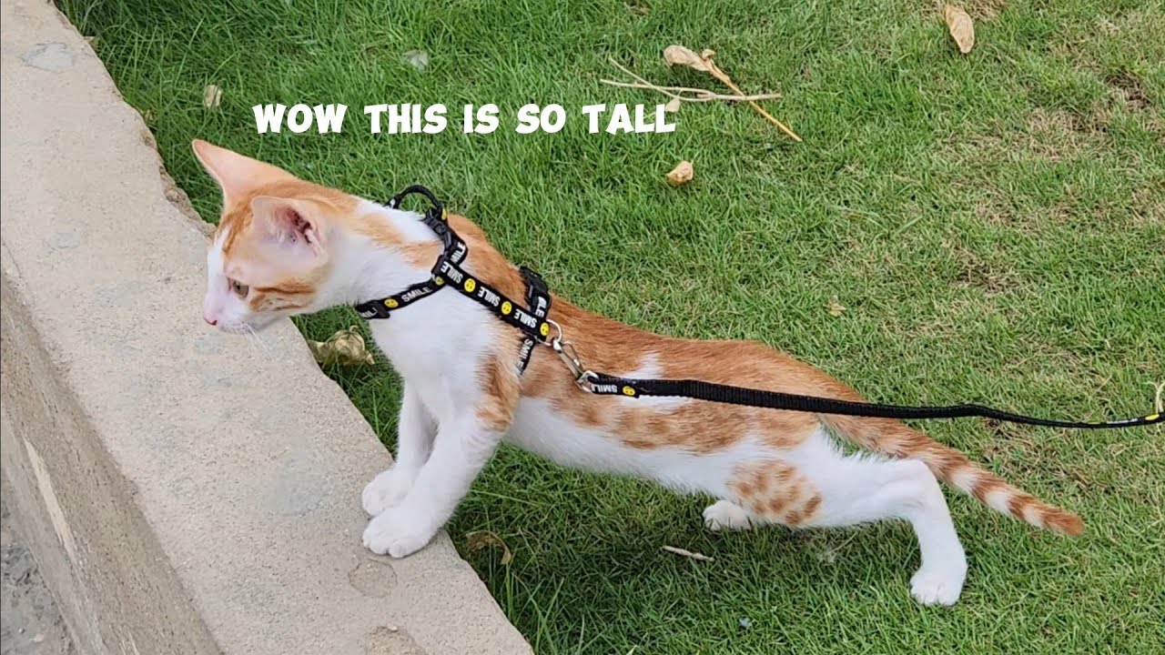 cookie's first ever walk.