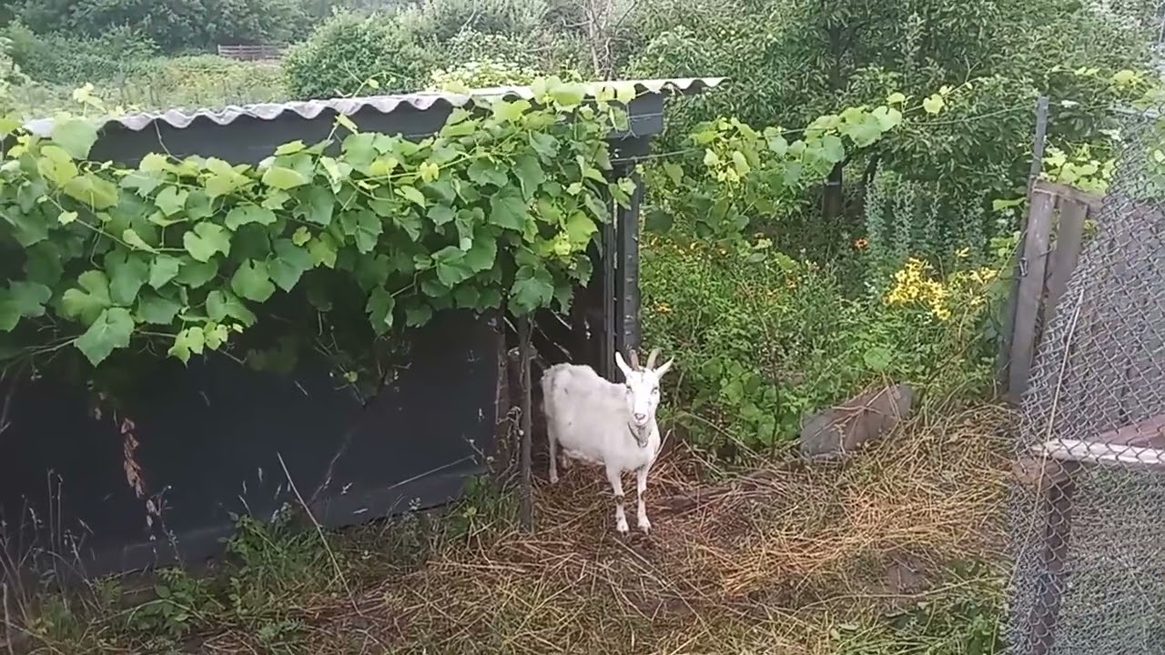 Приміщення для кози
