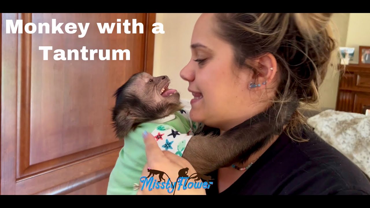 SPOILED MONKEY  Toby WITH TANTRUMS 🙈