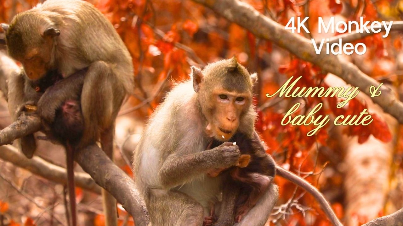 Tired Mama Monkey Carrying Her Adorable Newborn Babies 🐒💞 So Cute & Heartwarming! 4K video