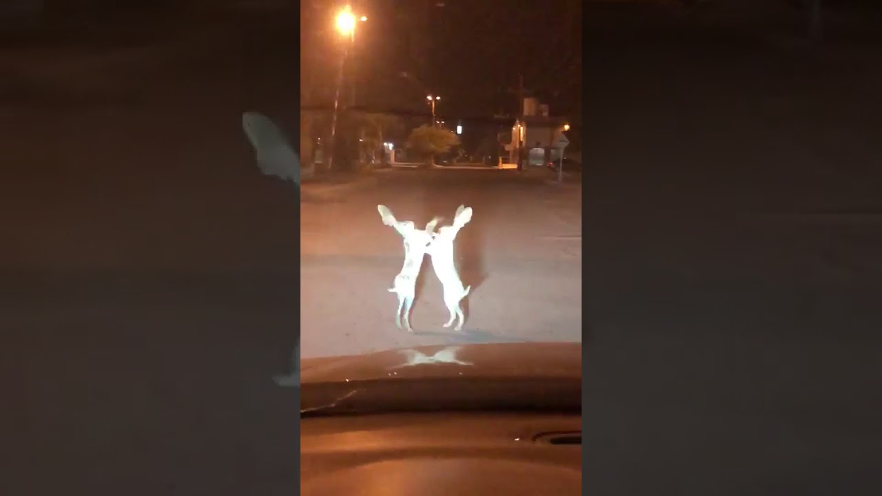 Jack Rabbits Fighting