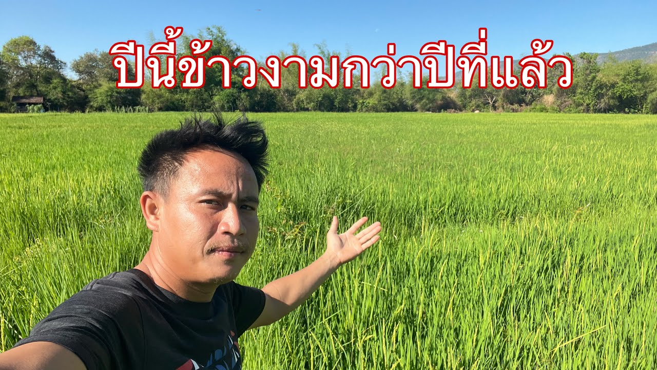 อัพเดทข้าวในนาปีนี้ข้าวงามกว่าปีที่แล้ว