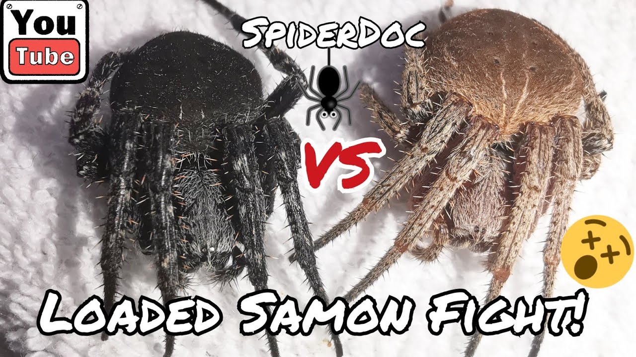 LOADED SAMON vs SAMON! Panalo pero Tanggal ang Galamay. NAMELESS Load. Spider Fight.