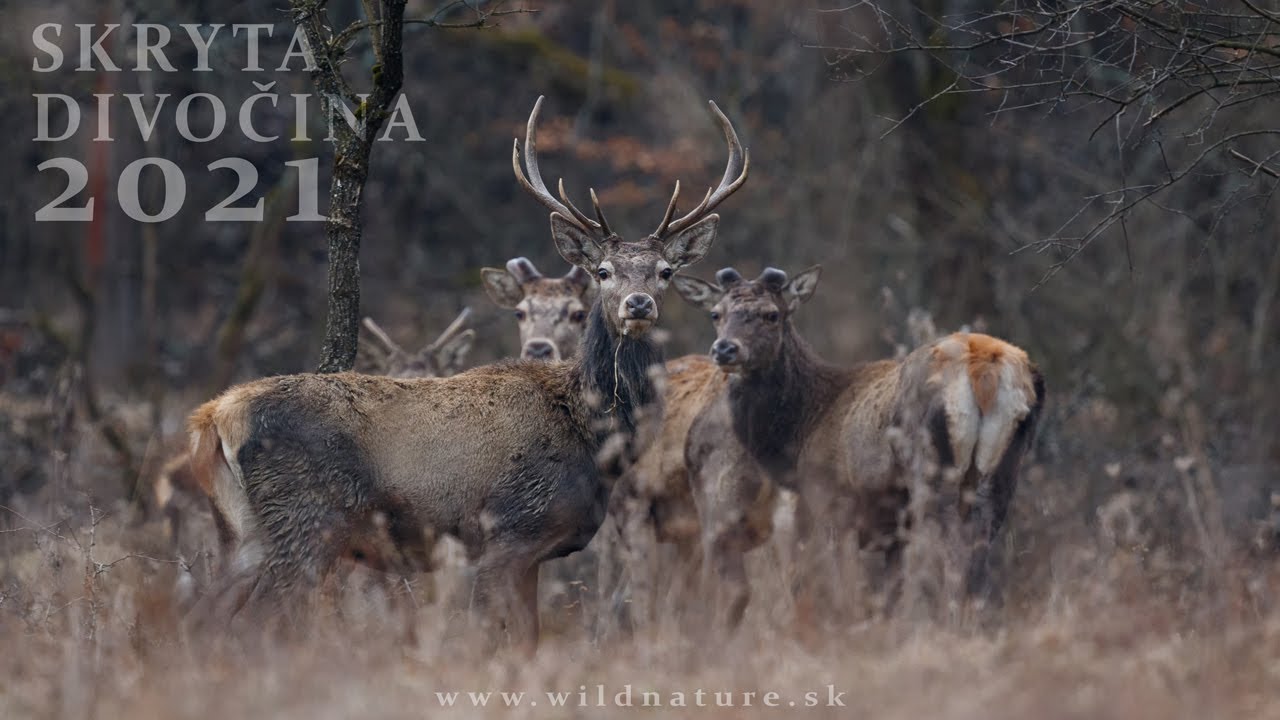 SKRYTÁ DIVOČINA 2021