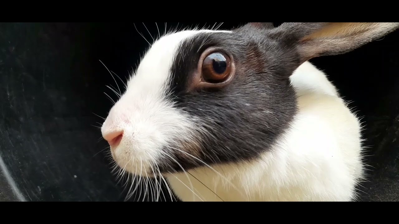 Rabbit  walking  to the  garden  ||cute rabbit ||