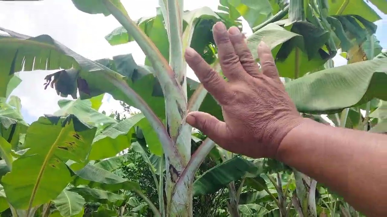 Cara pangkas daun pisang Ambon warangan