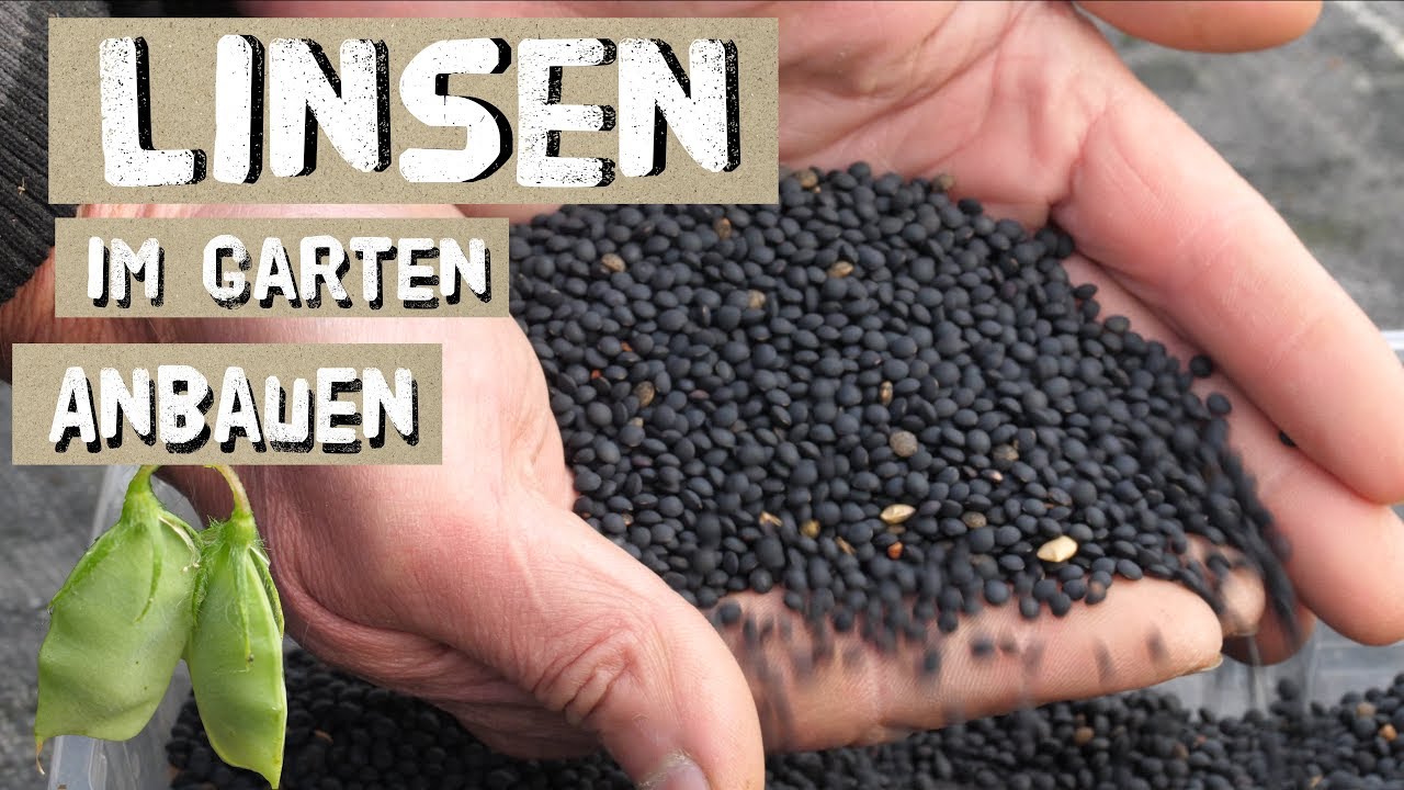 Linsen selber anbauen, ernten, dreschen - Belugalinsen im Garten
