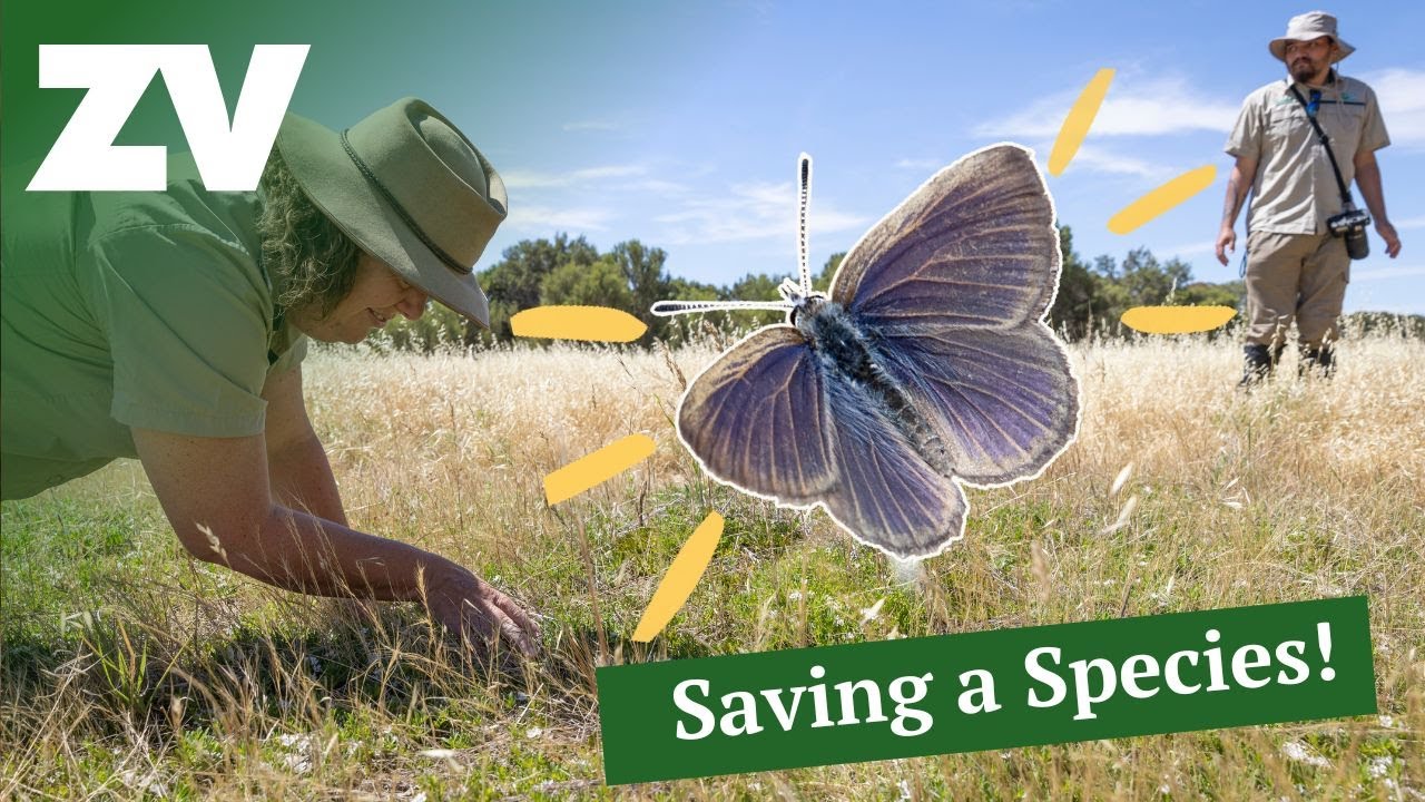 Saving an Endangered butterfly | Meet Victoria's gorgeous Golden-rayed Blue