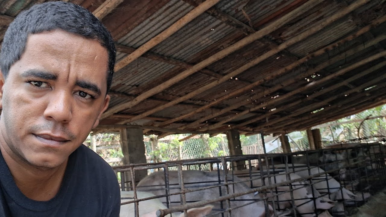 COMO SE CRIAN LOS CERDOS EN REPUBLICA DOMINICANA 