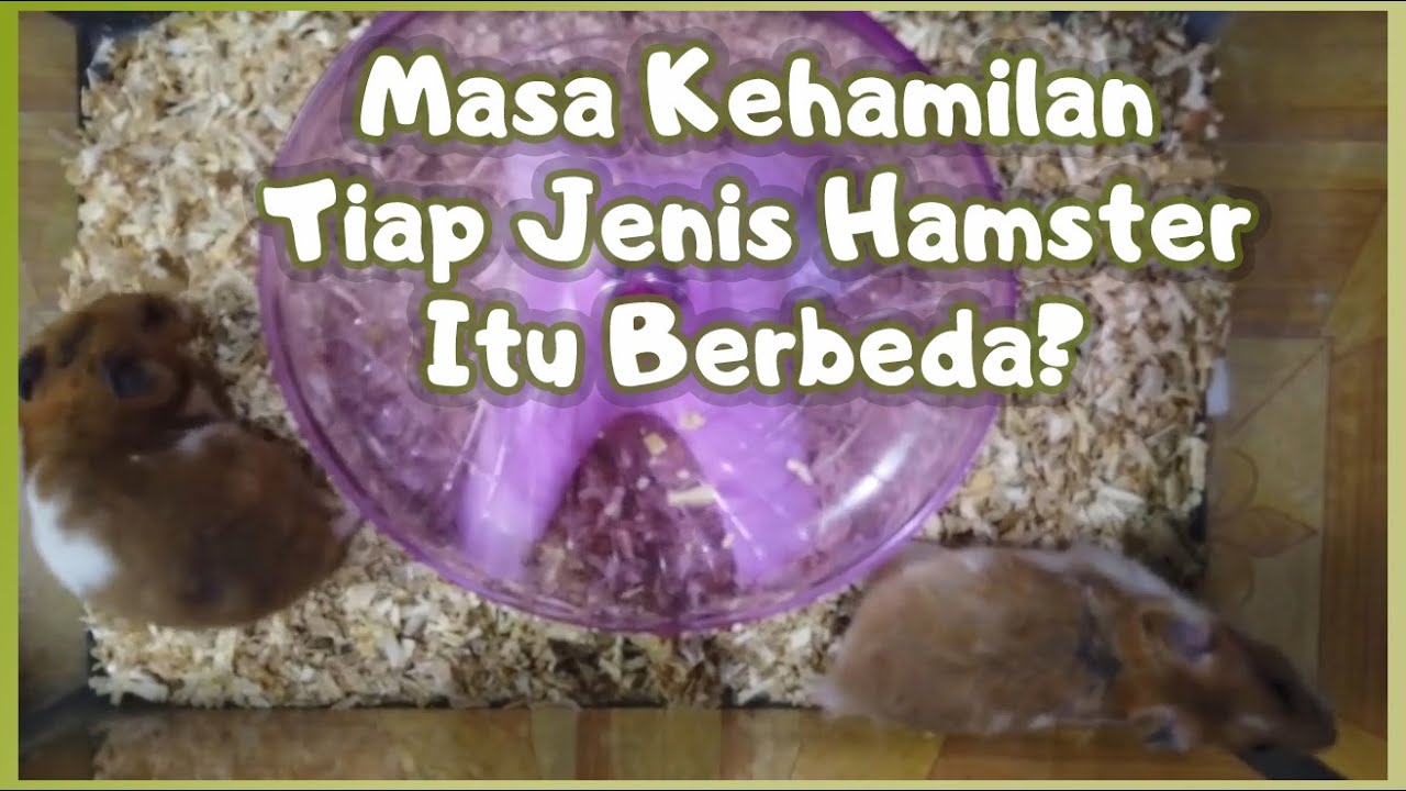 Masa Kehamilan Setiap Jenis Hamster