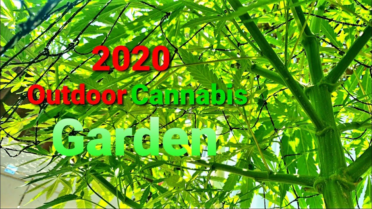 2020 Outdoor Organic No-Till Garden ( Cannabis and Plants Grown with Living Soil and KNF Inputs )18+