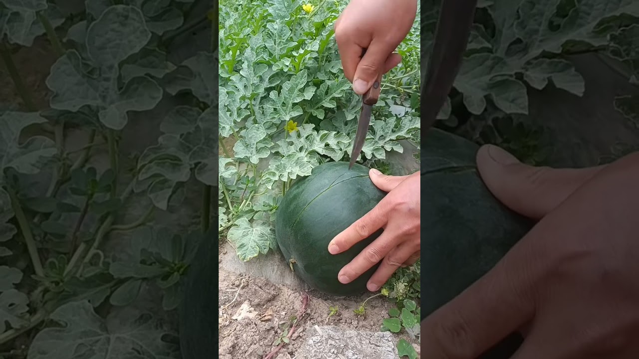 Seedless watermelon very fresh - Awesome seedless watermelon