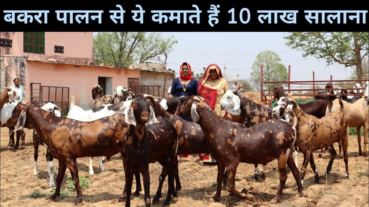 गांव में घर बैठे बकरा पालन से ये कमा रहे हैं मोटा मुनाफा | 140 किलो के Goats | Goat Farming