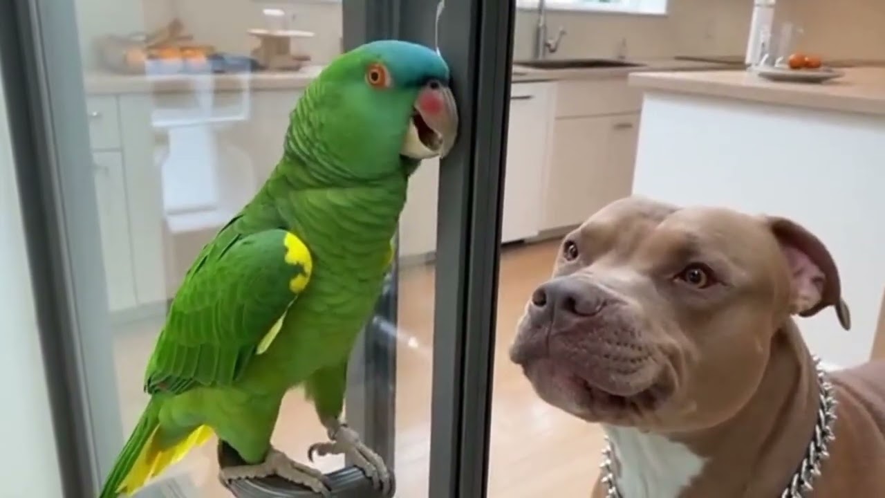 Loro Divertido 🦜